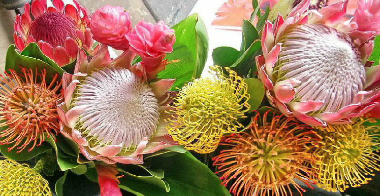 tropical flowers tropical flowers